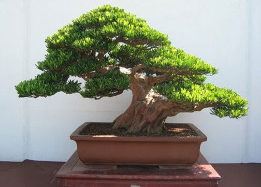 3 loại cây nhất định phải trồng trước cửa, tài lộc tỉ lệ thuận với mùi hương - Hình 2 3 loai cay nhat dinh phai trong truoc cua, tai loc ti le thuan voi mui huong-Hinh-2