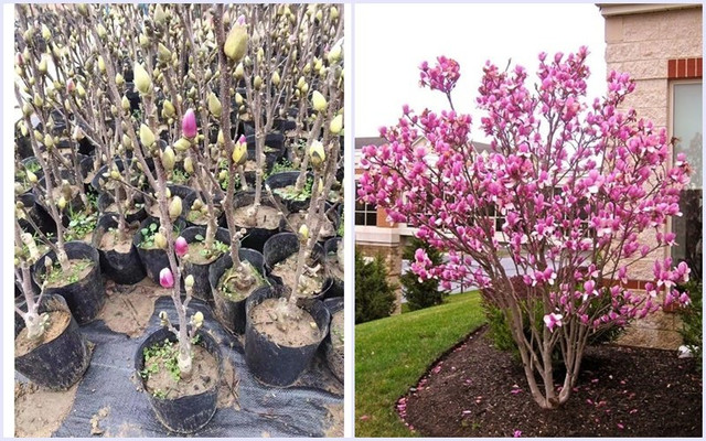 3 loại cây nhất định phải trồng trước cửa, tài lộc tỉ lệ thuận với mùi hương - Hình 3 3 loai cay nhat dinh phai trong truoc cua, tai loc ti le thuan voi mui huong-Hinh-3
