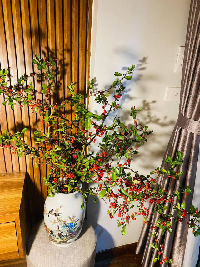 Rộ cơn sốt cắm cherry rừng, hàng về đến đâu hết đến đó - Hình 12 Ro con sot cam cherry rung, hang ve den dau het den do-Hinh-12
