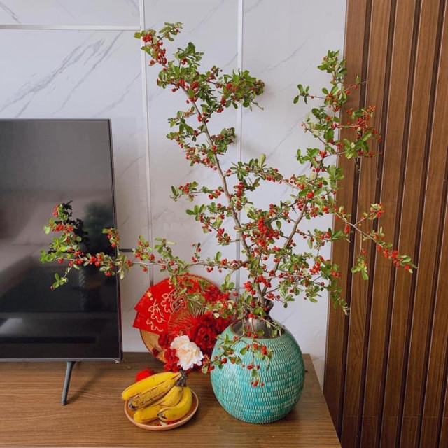 Rộ cơn sốt cắm cherry rừng, hàng về đến đâu hết đến đó - Hình 6 Ro con sot cam cherry rung, hang ve den dau het den do-Hinh-6