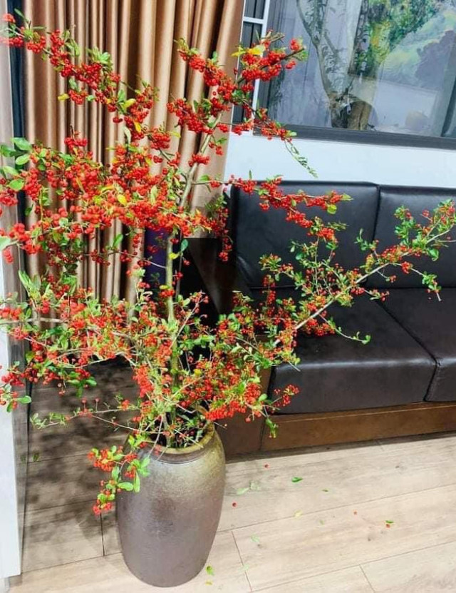Rộ cơn sốt cắm cherry rừng, hàng về đến đâu hết đến đó - Hình 10 Ro con sot cam cherry rung, hang ve den dau het den do-Hinh-10