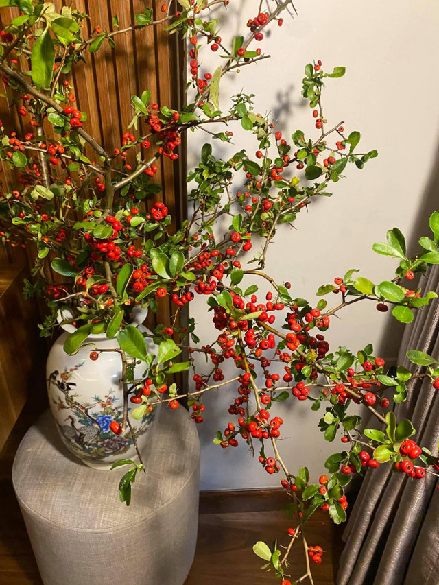 Rộ cơn sốt cắm cherry rừng, hàng về đến đâu hết đến đó - Hình 11 Ro con sot cam cherry rung, hang ve den dau het den do-Hinh-11