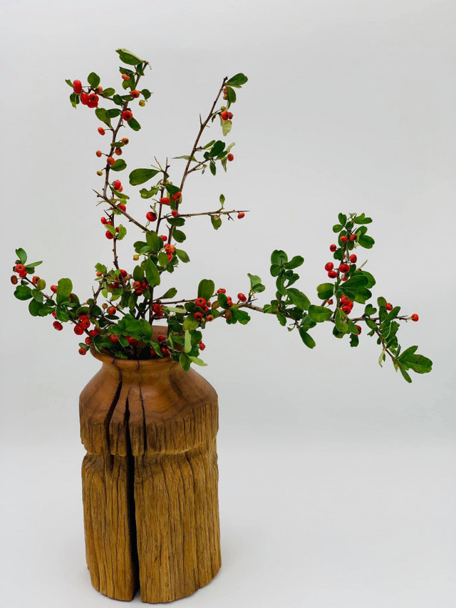Rộ cơn sốt cắm cherry rừng, hàng về đến đâu hết đến đó - Hình 17 Ro con sot cam cherry rung, hang ve den dau het den do-Hinh-17