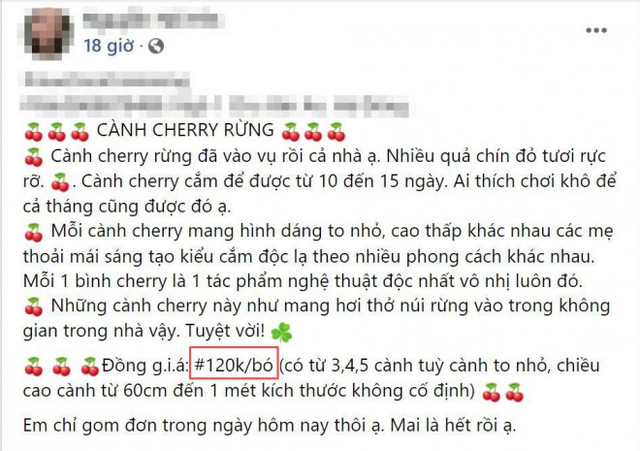 Rộ cơn sốt cắm cherry rừng, hàng về đến đâu hết đến đó - Hình 3 Ro con sot cam cherry rung, hang ve den dau het den do-Hinh-3