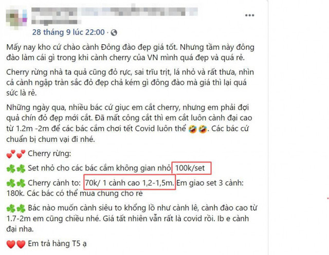 Rộ cơn sốt cắm cherry rừng, hàng về đến đâu hết đến đó - Hình 5 Ro con sot cam cherry rung, hang ve den dau het den do-Hinh-5