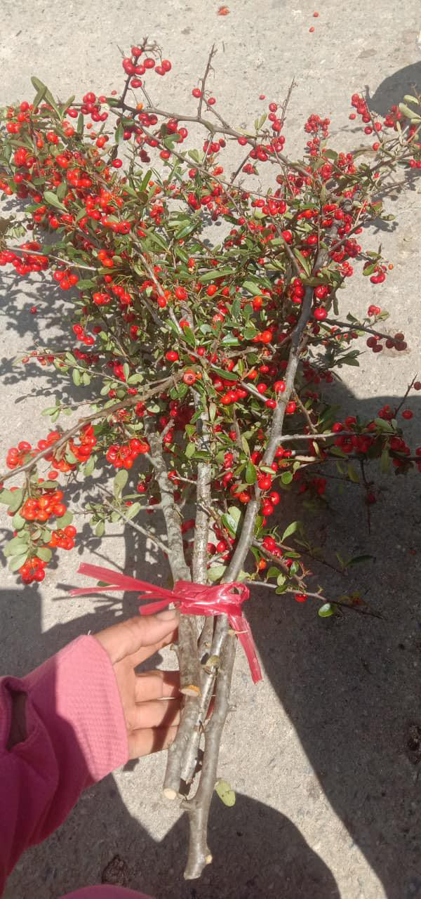 Rộ cơn sốt cắm cherry rừng, hàng về đến đâu hết đến đó - Hình 2 Ro con sot cam cherry rung, hang ve den dau het den do-Hinh-2