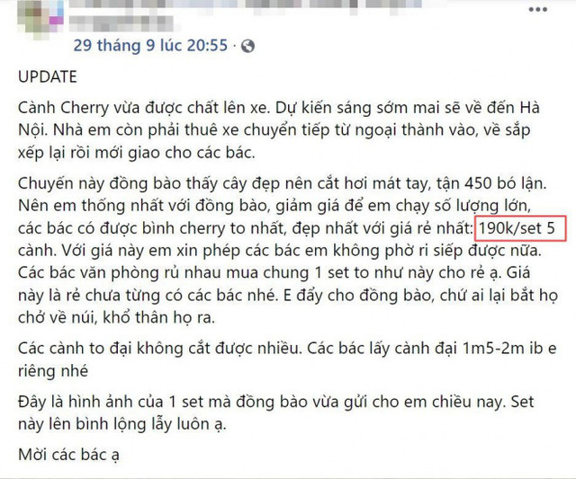 Rộ cơn sốt cắm cherry rừng, hàng về đến đâu hết đến đó - Hình 4 Ro con sot cam cherry rung, hang ve den dau het den do-Hinh-4