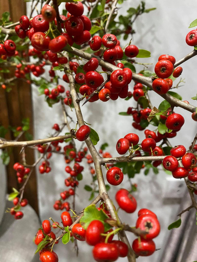 Rộ cơn sốt cắm cherry rừng, hàng về đến đâu hết đến đó - Hình 13 Ro con sot cam cherry rung, hang ve den dau het den do-Hinh-13