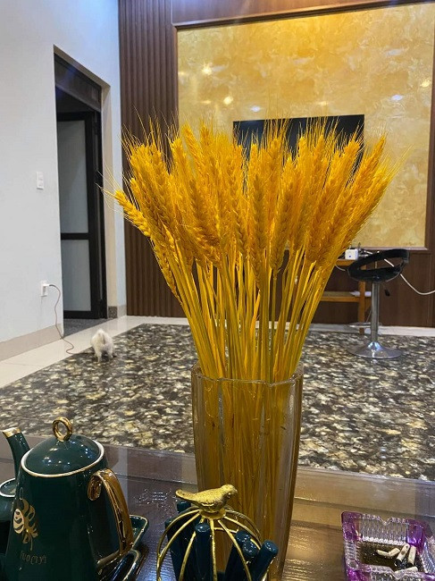 Chị em lùng mua lúa mì về cắm, tiểu thương bán hàng nghìn bó/ngày - Hình 3 Chi em lung mua lua mi ve cam, tieu thuong ban hang nghin bo/ngay-Hinh-3