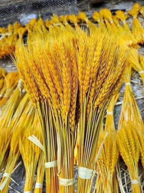 Chị em lùng mua lúa mì về cắm, tiểu thương bán hàng nghìn bó/ngày Chi em lung mua lua mi ve cam, tieu thuong ban hang nghin bo/ngay