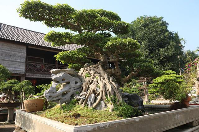 Những cây sanh hiếm có khó tìm, đại gia đổi ngang 8 lô đất tiền tỷ - Hình 3 Nhung cay sanh hiem co kho tim, dai gia doi ngang 8 lo dat tien ty-Hinh-3