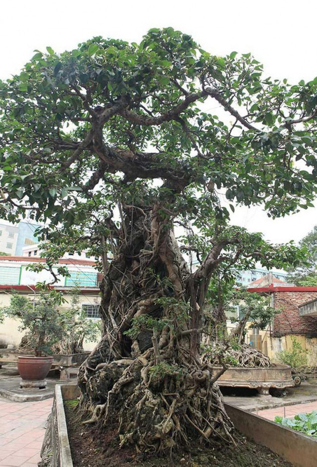 Những cây sanh hiếm có khó tìm, đại gia đổi ngang 8 lô đất tiền tỷ - Hình 2 Nhung cay sanh hiem co kho tim, dai gia doi ngang 8 lo dat tien ty-Hinh-2
