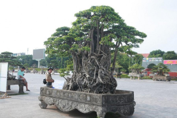 Những cây sanh hiếm có khó tìm, đại gia đổi ngang 8 lô đất tiền tỷ Nhung cay sanh hiem co kho tim, dai gia doi ngang 8 lo dat tien ty