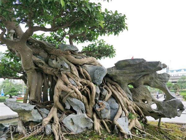 Những cây sanh hiếm có khó tìm, đại gia đổi ngang 8 lô đất tiền tỷ - Hình 4 Nhung cay sanh hiem co kho tim, dai gia doi ngang 8 lo dat tien ty-Hinh-4