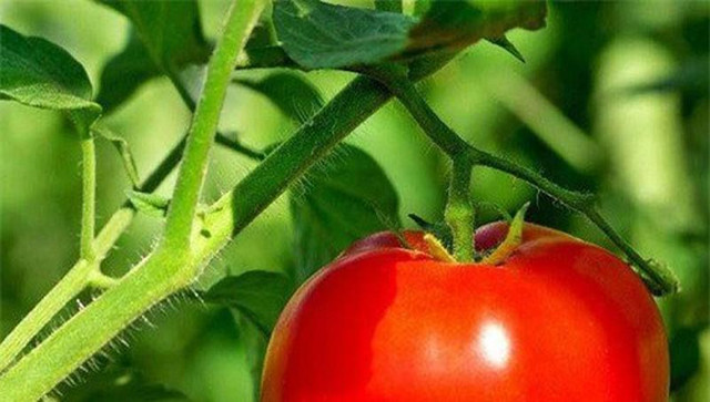 5 kiểu ăn cà chua "cực hại" mà nhiều người mắc phải - Hình 3 5 kieu an ca chua