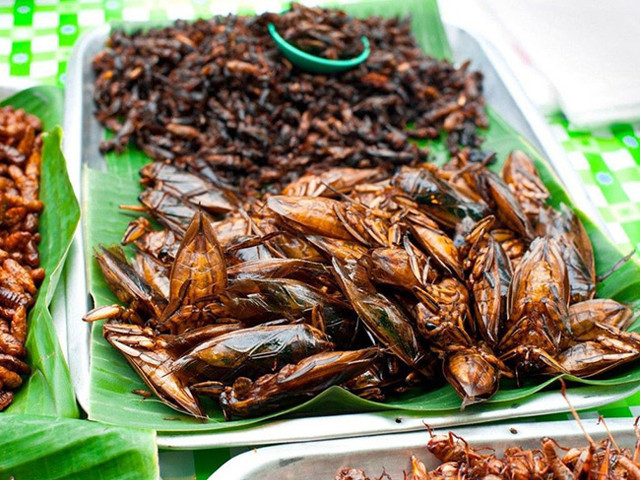 Loài nhìn ghê sợ nhưng là đặc sản hiếm có khó tìm ở Việt Nam - Hình 5 Loai nhin ghe so nhung la dac san hiem co kho tim o Viet Nam-Hinh-5