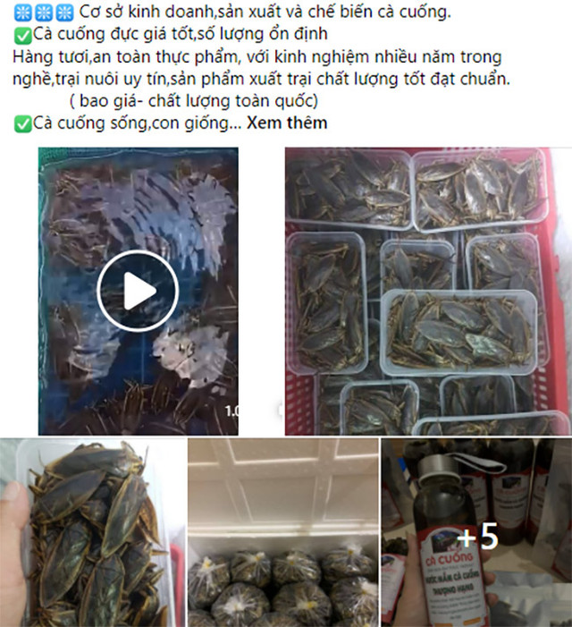 Loài nhìn ghê sợ nhưng là đặc sản hiếm có khó tìm ở Việt Nam - Hình 3 Loai nhin ghe so nhung la dac san hiem co kho tim o Viet Nam-Hinh-3
