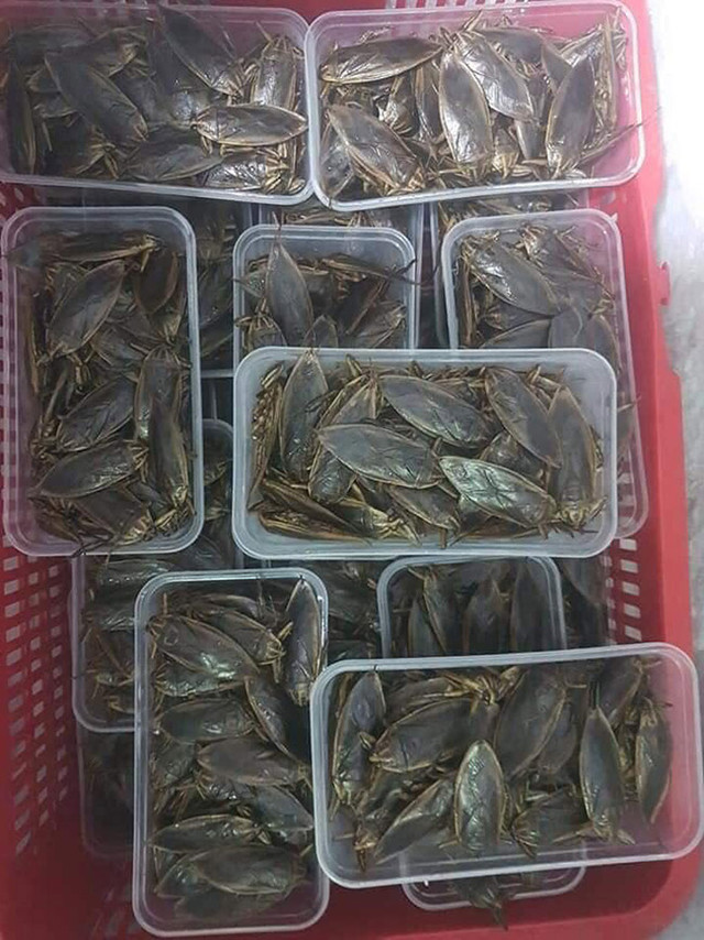 Loài nhìn ghê sợ nhưng là đặc sản hiếm có khó tìm ở Việt Nam - Hình 2 Loai nhin ghe so nhung la dac san hiem co kho tim o Viet Nam-Hinh-2
