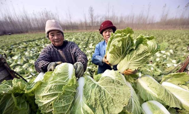 Mua cải thảo, nên chọn cây xanh hay trắng sẽ tốt hơn Mua cai thao, nen chon cay xanh hay trang se tot hon