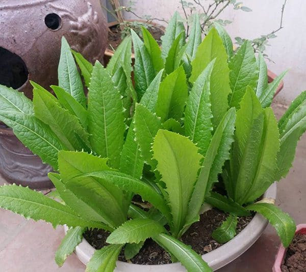 Loại rau dân dã giàu canxi hấp 36 lần canh xương heo Loai rau dan da giau canxi hap 36 lan canh xuong heo