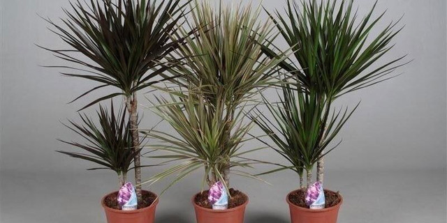 7 loại cây sát khí cao, trồng trong nhà Thần Tài phật ý, tiền bạc sa sút - Hình 2 7 loai cay sat khi cao, trong trong nha Than Tai phat y, tien bac sa sut-Hinh-2