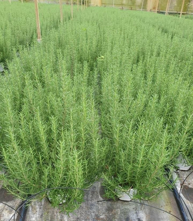 Loại lá bên Tây giá vài triệu/kg, ở Việt Nam chỉ vài chục nghìn đồng - Hình 2 Loai la ben Tay gia vai trieu/kg, o Viet Nam chi vai chuc nghin dong-Hinh-2