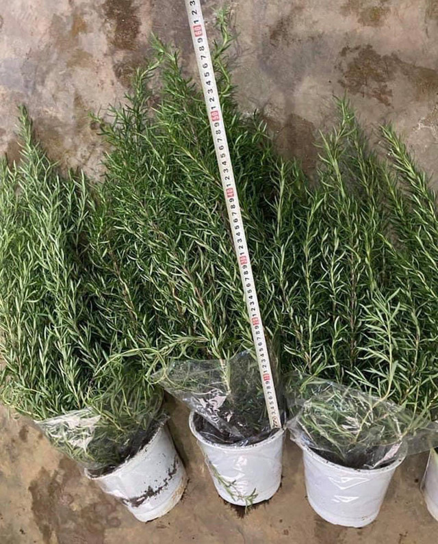 Loại lá bên Tây giá vài triệu/kg, ở Việt Nam chỉ vài chục nghìn đồng - Hình 3 Loai la ben Tay gia vai trieu/kg, o Viet Nam chi vai chuc nghin dong-Hinh-3
