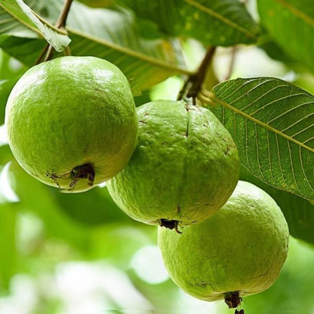 6 điểm cần chú ý khi mua ổi để chọn trúng quả ngon ngọt - Hình 2 6 diem can chu y khi mua oi de chon trung qua ngon ngot-Hinh-2
