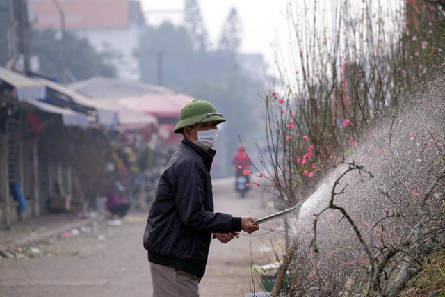 Đào Nhật Tân chịu cảnh đìu hiu, nông dân quyết không bán cho người ép giá - Hình 2 Dao Nhat Tan chiu canh diu hiu, nong dan quyet khong ban cho nguoi ep gia-Hinh-2