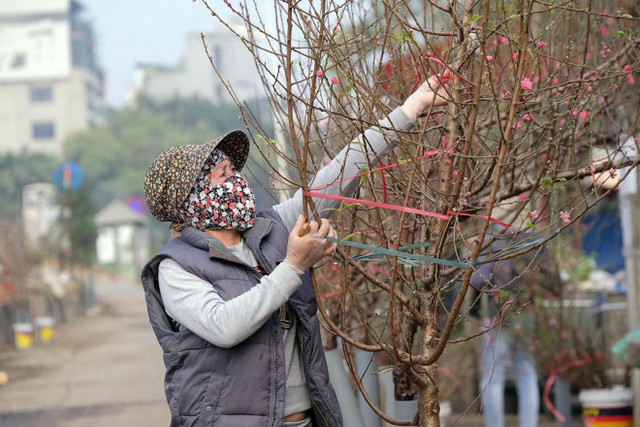 Đào Nhật Tân chịu cảnh đìu hiu, nông dân quyết không bán cho người ép giá - Hình 4 Dao Nhat Tan chiu canh diu hiu, nong dan quyet khong ban cho nguoi ep gia-Hinh-4