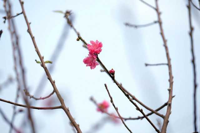Đào Nhật Tân chịu cảnh đìu hiu, nông dân quyết không bán cho người ép giá - Hình 8 Dao Nhat Tan chiu canh diu hiu, nong dan quyet khong ban cho nguoi ep gia-Hinh-8
