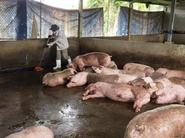Ngã ngửa với giá thịt lợn tại các chợ, cao gấp mấy lần giá lợn hơi Nga ngua voi gia thit lon tai cac cho, cao gap may lan gia lon hoi