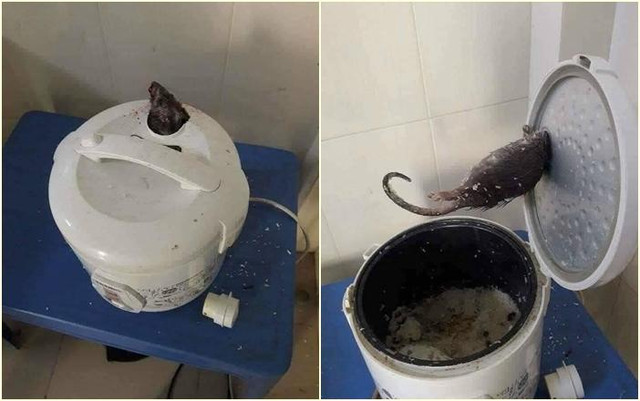 Rùng mình đàn "thạch sùng sấy" rúc trong nồi cơm điện - Hình 3 Rung minh dan