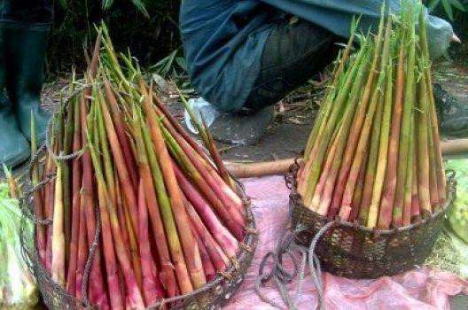 Đặc sản măng trúc Yên Tử vào mùa, các bà nội trợ thi nhau đặt mua Dac san mang truc Yen Tu vao mua, cac ba noi tro thi nhau dat mua