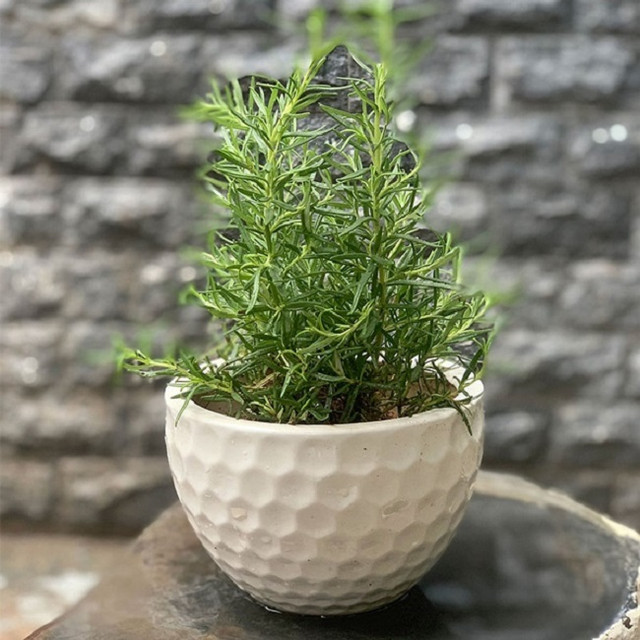 Loại lá ở nước ngoài bán 7 triệu đồng/kg, Việt Nam bán đầy chợ - Hình 3 Loai la o nuoc ngoai ban 7 trieu dong/kg, Viet Nam ban day cho-Hinh-3