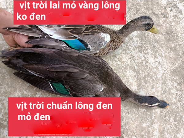 Loại vịt nặng chưa đến 1kg, giá hơn 200.000 đồng/con vẫn cháy hàng - Hình 3 Loai vit nang chua den 1kg, gia hon 200.000 dong/con van chay hang-Hinh-3