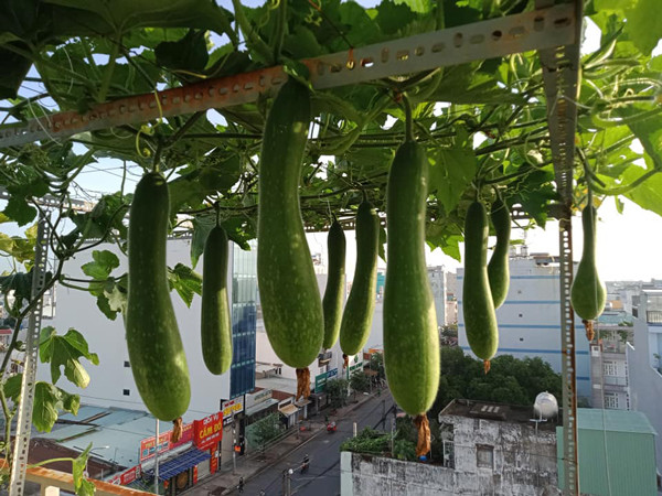 Chỉ 20 triệu, người đàn ông biến sân thượng thành vườn cây trĩu quả quanh năm - Hình 3 Chi 20 trieu, nguoi dan ong bien san thuong thanh vuon cay triu qua quanh nam-Hinh-3