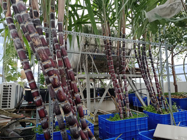 Chỉ 20 triệu, người đàn ông biến sân thượng thành vườn cây trĩu quả quanh năm - Hình 7 Chi 20 trieu, nguoi dan ong bien san thuong thanh vuon cay triu qua quanh nam-Hinh-7