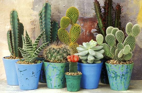 5 loại cây phá nát phong thủy, xua đuổi tài lộc 5 loai cay pha nat phong thuy, xua duoi tai loc