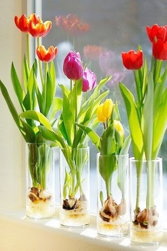 5 loại cây phá nát phong thủy, xua đuổi tài lộc - Hình 2 5 loai cay pha nat phong thuy, xua duoi tai loc-Hinh-2
