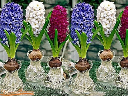 5 loại cây phá nát phong thủy, xua đuổi tài lộc - Hình 3 5 loai cay pha nat phong thuy, xua duoi tai loc-Hinh-3