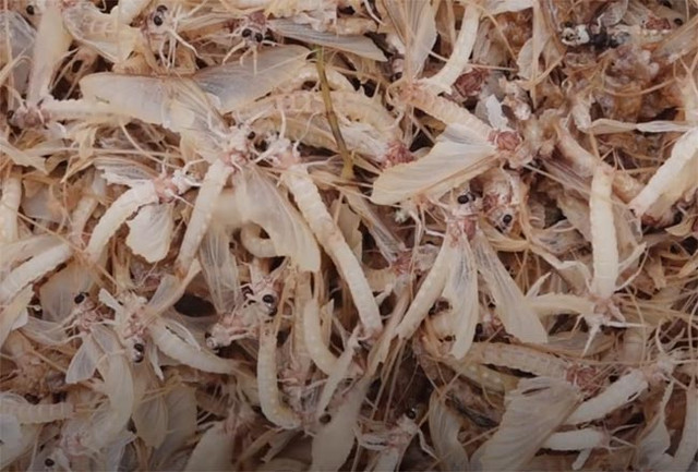 Lộc trời ở Việt Nam chỉ sống vài tiếng nhưng là đặc sản 500.000 đồng/kg - Hình 2 Loc troi o Viet Nam chi song vai tieng nhung la dac san 500.000 dong/kg-Hinh-2