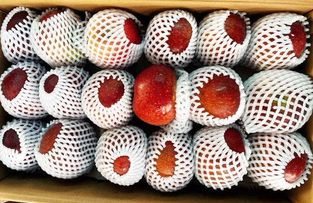Quả táo cùng tên: Hàng Nhật 1,5 triệu/kg, đồ Tàu rẻ như rau - Hình 4 Qua tao cung ten: Hang Nhat 1,5 trieu/kg, do Tau re nhu rau-Hinh-4