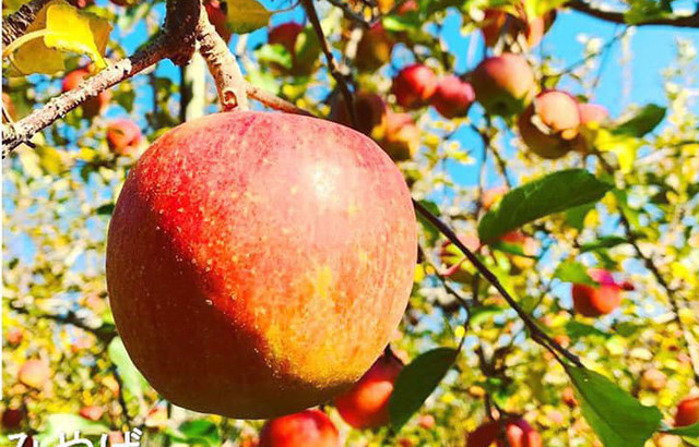 Quả táo cùng tên: Hàng Nhật 1,5 triệu/kg, đồ Tàu rẻ như rau Qua tao cung ten: Hang Nhat 1,5 trieu/kg, do Tau re nhu rau