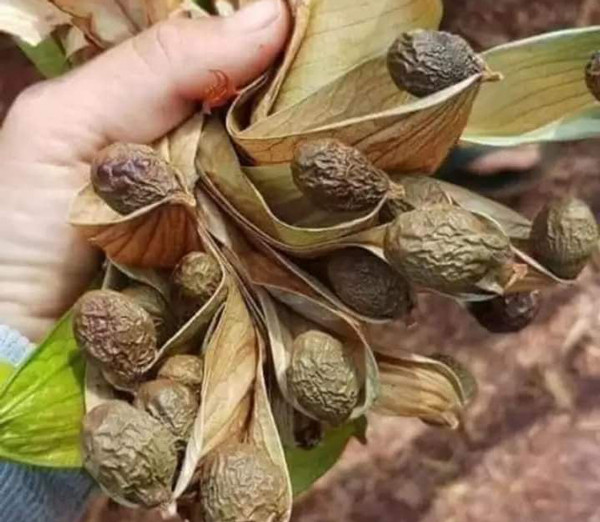 Loại hạt 4 năm mới có một lần, giá bán lên đến gần nửa triệu đồng/kg - Hình 3 Loai hat 4 nam moi co mot lan, gia ban len den gan nua trieu dong/kg-Hinh-3
