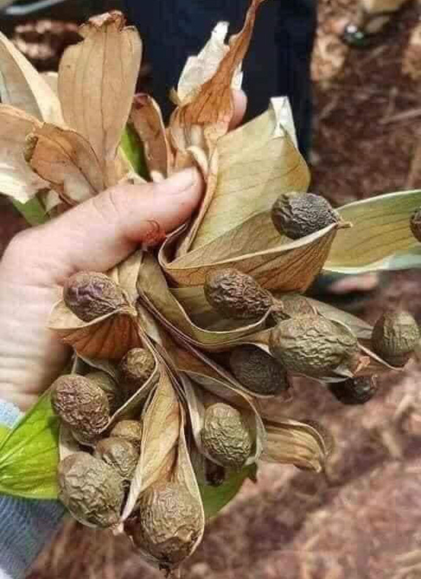 Loại hạt 4 năm mới có một lần, giá bán lên đến gần nửa triệu đồng/kg Loai hat 4 nam moi co mot lan, gia ban len den gan nua trieu dong/kg