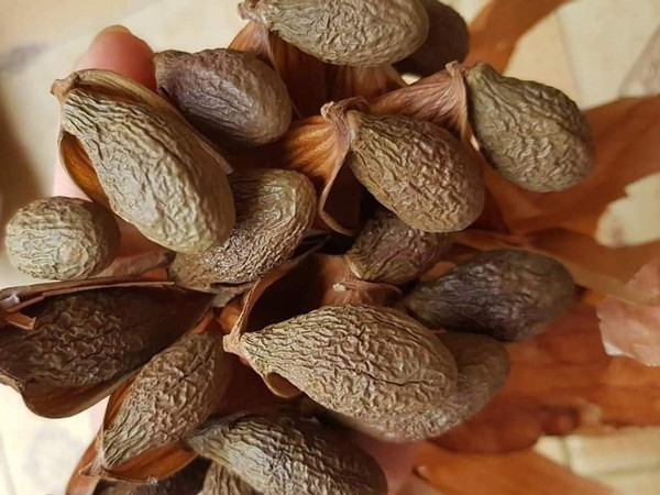 Loại hạt 4 năm mới có một lần, giá bán lên đến gần nửa triệu đồng/kg - Hình 2 Loai hat 4 nam moi co mot lan, gia ban len den gan nua trieu dong/kg-Hinh-2