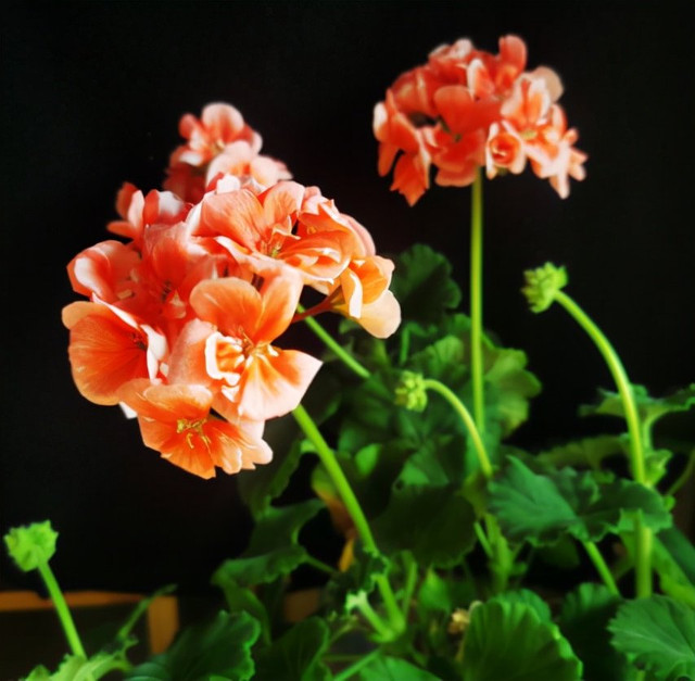 Trẻ sinh vào 5 tháng Âm lịch này, tài đức song toàn, tương lai tươi sáng - Hình 2 Tre sinh vao 5 thang Am lich nay, tai duc song toan, tuong lai tuoi sang-Hinh-2