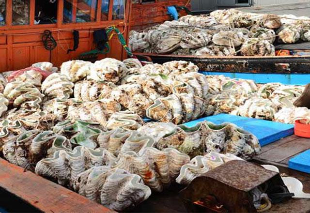 Cận cảnh loài sò khổng lồ nặng 3 tạ, giá đắt đỏ của Việt Nam - Hình 7 Can canh loai so khong lo nang 3 ta, gia dat do cua Viet Nam-Hinh-7