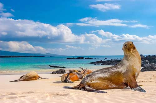 Thiên đường đa dạng sinh học tại quần đảo Galapagos Thien duong da dang sinh hoc tai quan dao Galapagos